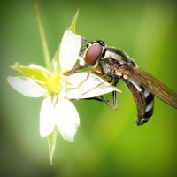 /album/paljuvuokraus-pielavesi/photolia-a02-jpg/